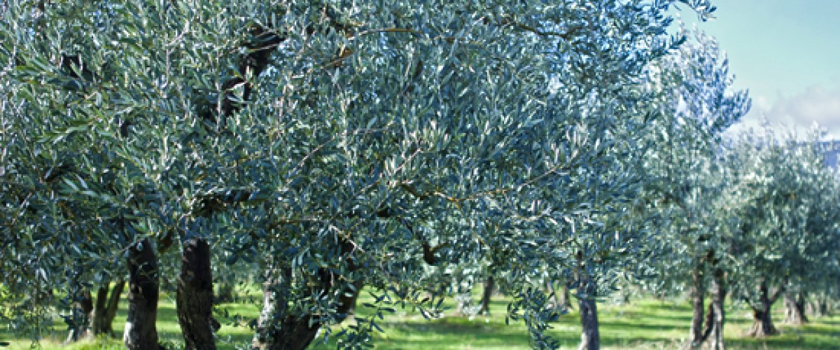 Les secret de la fabrication de l'huile d'olive en Provence