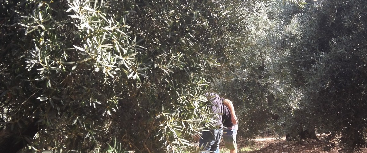 Les secret de la fabrication de l'huile d'olive en Provence
