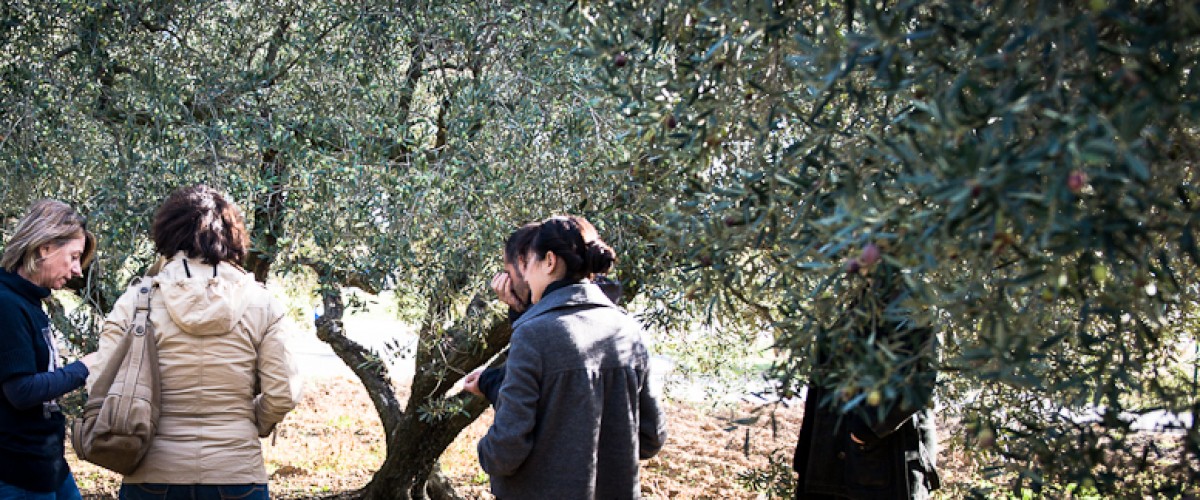 Formation à la dégustation d'huile d'olive