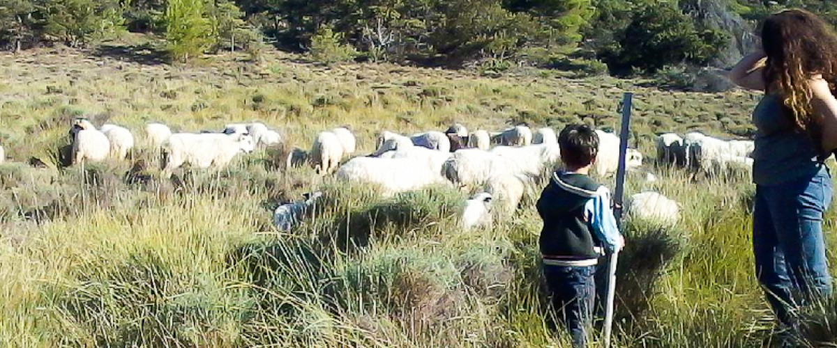 Initiation au filage de laine au rouet
