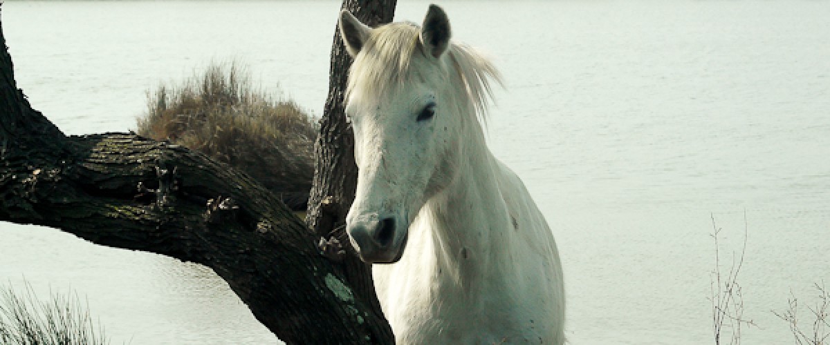 Safari Photo Chevaux Sauvages De Camargue Activite Aux Saintes Maries De La Mer Rendezvouscheznous