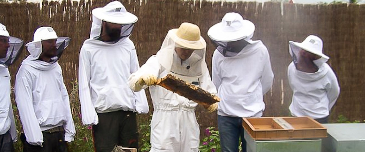 Tout savoir sur les abeilles avec un apiculteur !