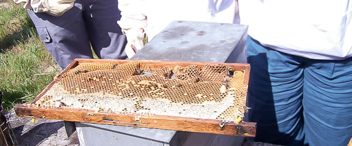 Tout savoir sur les abeilles avec un apiculteur !