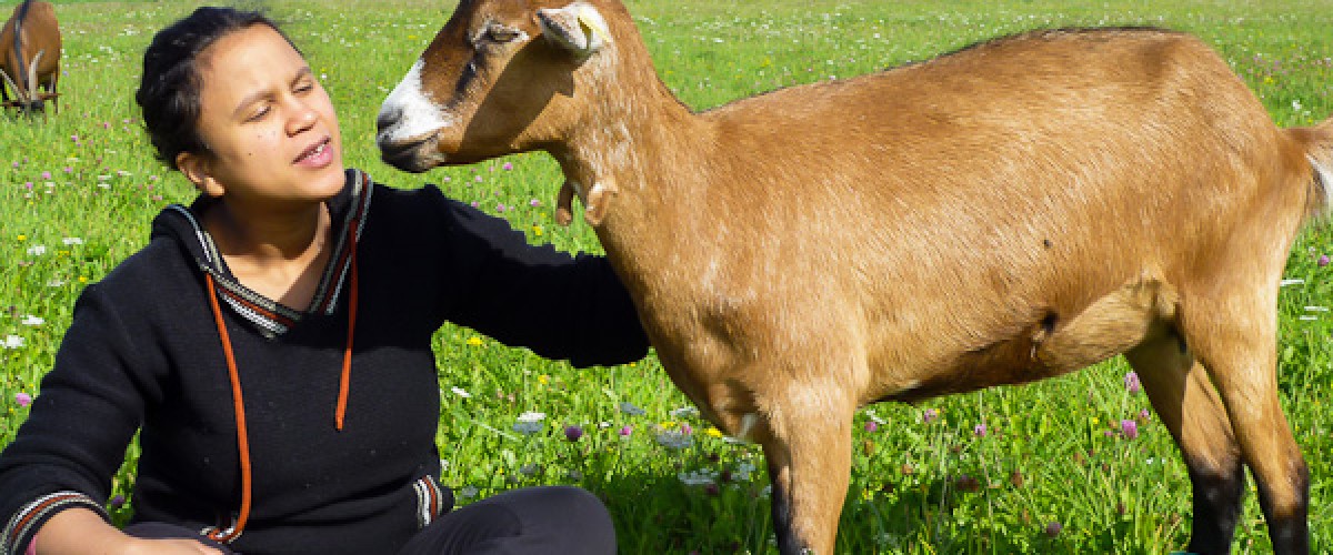 Visite d'une chèvrerie en Haute-Marne