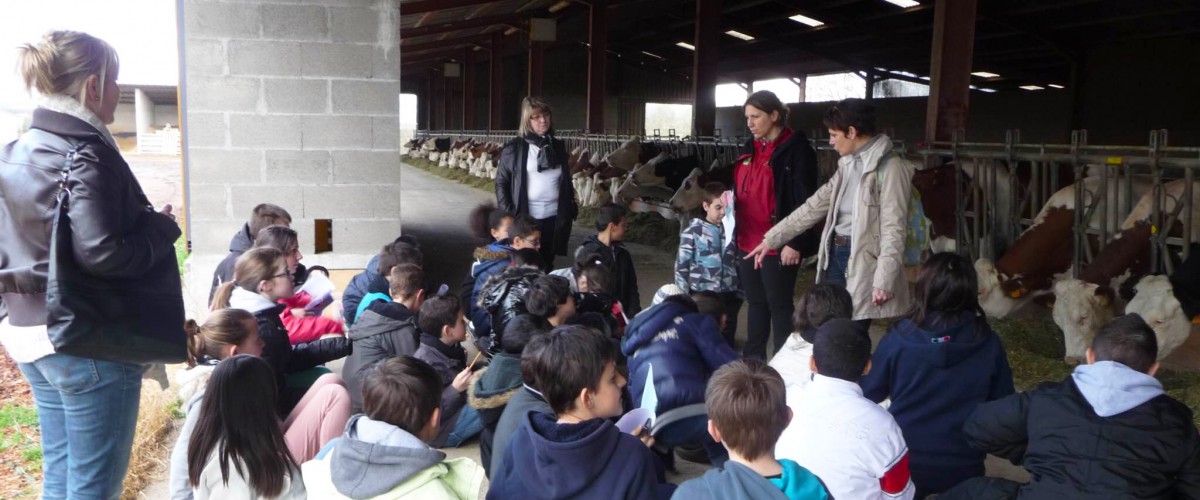Visite ludique d'une ferme laitière biologique dans la Loire