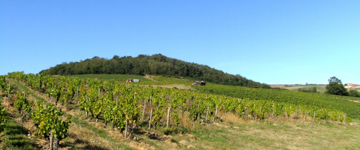 Beaujolais : visite d’un vignoble, œnologie et dégustation