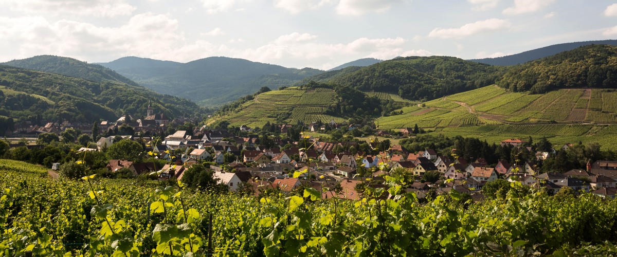 Excursion d'une journée à la découverte des vins d'Alsace