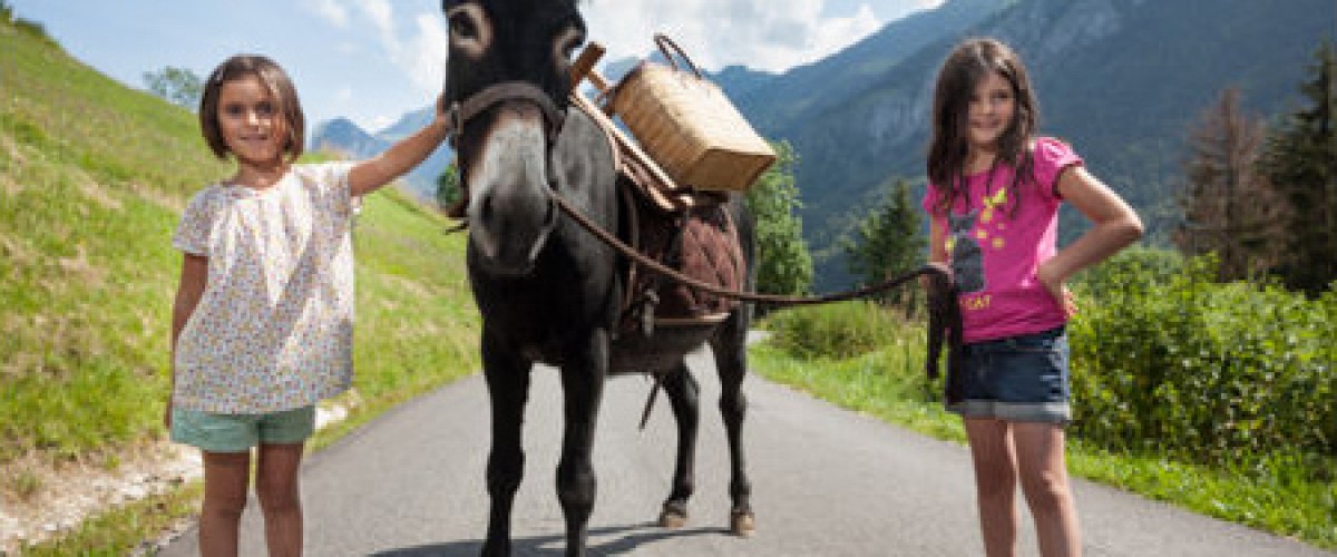 Balade avec des ânes dans les Alpes du Leman