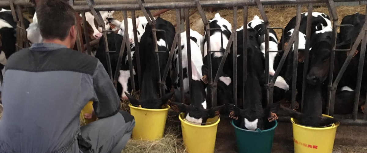 Traite des Vaches dans une ferme de l'Avesnois