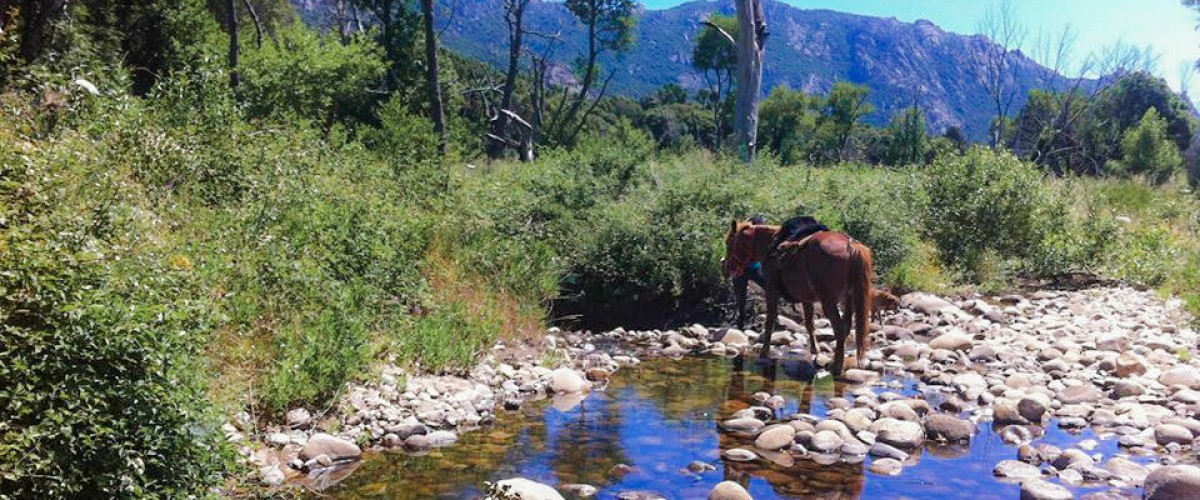 Balade à dos de poney : Journée à la rivière