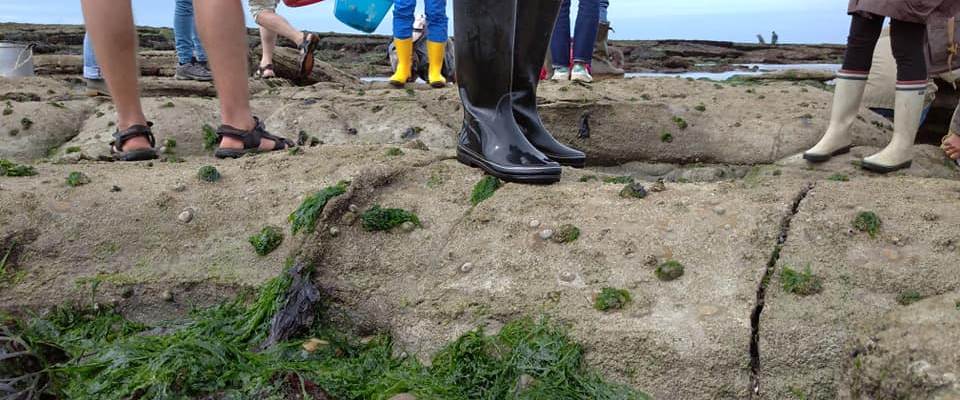 Balade et cueillette d'algues comestibles sur la Côte d'Opale